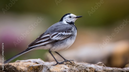 White wagtail in a field.