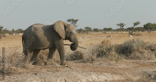 Elephant herd in Khutse Game Reserve, Botswana, bush in the dry season