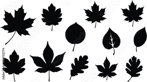 A diverse collection of twelve distinct black silhouette leaf designs against a white background