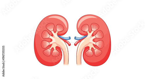 Illustration of human kidneys for medical education