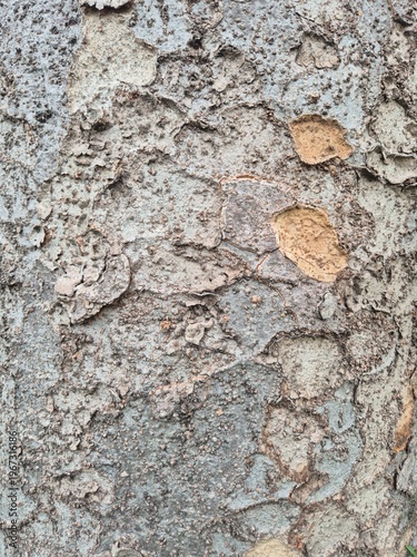 Bark