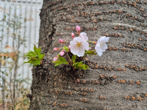 Cherry Blossom