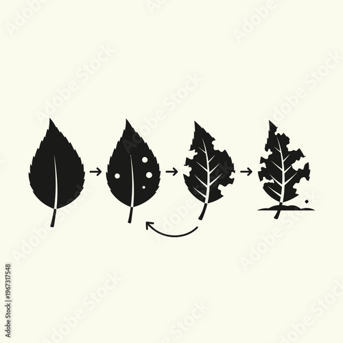 Leaf transformation process stages of damage and decay illustrated.