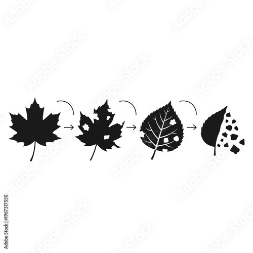 Leaf transformation process From healthy to decaying a visual representation of natures cycle.