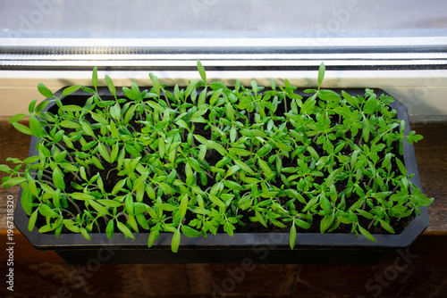 Young green seedlings in a tray on the windowsill: the process of growing plants at home in spring. Young tomato seedlings. Beginning of the gardening season, indoor gardening, and careful plant care 