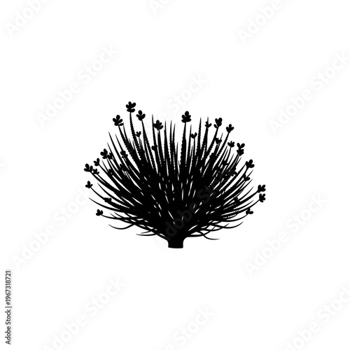 Silhouette of a dense bush with many thin spiky leaves and small flowers.