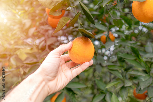 Hand picking a ripe orange from a tree in a sunny citrus orchard