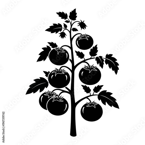 Black and white illustration of a tomato plant with ripe tomatoes ready for harvest.