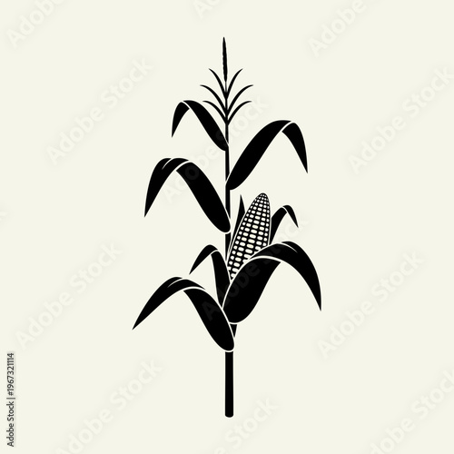 Detailed black and white illustration of a corn plant growing.