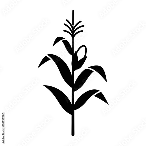 Detailed black and white illustration of a corn plant isolated on white background.