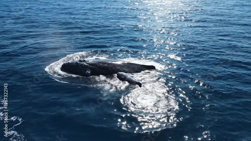 Whale swimming in the ocean water.