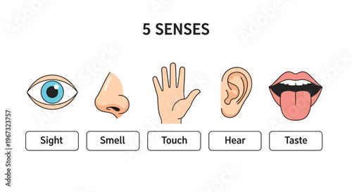 Educational illustration for children displays the five human senses including sight, smell, touch, hear, and taste with labeled icons.