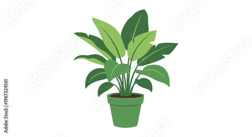 Lush green potted plant with large tropical leaves grows in a simple green ceramic pot on a clean white background.