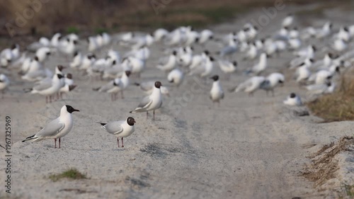 A mixed colony of gulls, including Black-headed Gulls and Caspian Gulls, gathered on a sandy shore. The birds are seen preening their feathers and calling loudly on a cloudy spring day.