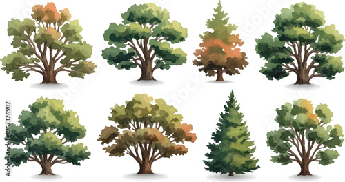 Watercolor tree collection with 8 deciduous and evergreen species, forest vegetation set in painterly style, green and autumn foliage vector illustrations