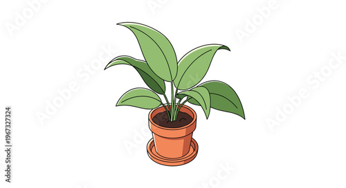 Simple green houseplant with broad leaves growing in a traditional terracotta clay pot isolated on a white background.