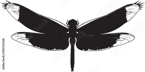 Black and white butterfly with detailed wings insect