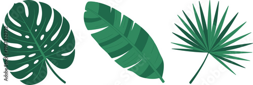 Tropical leaf vector set with monstera banana and palm foliage, botanical nature illustration design