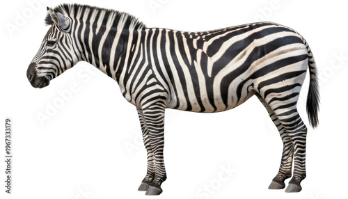 Striking Zebra Portrait: A detailed photographic study of a zebra reveals its iconic black and white striped coat.