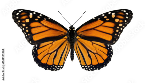 Monarch Butterfly: Vibrant and detailed image showcasing a Monarch butterfly's intricate wing patterns. The butterfly is centered, inviting viewers to appreciate its beauty.