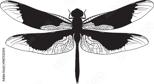 Black dragonfly with detailed wings insect white