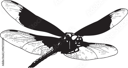 Black dragonfly with spread wings insect white