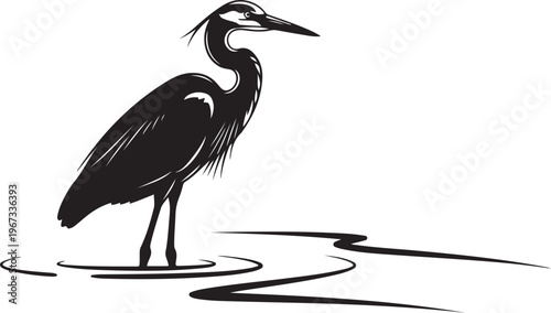 Black heron standing in water bird