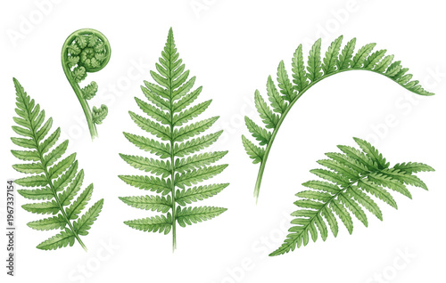 Green fern fronds and fiddlehead set for forest botanical illustration.