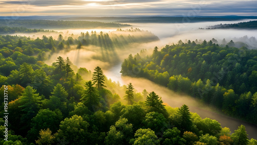 Green Lush Forest Scene 