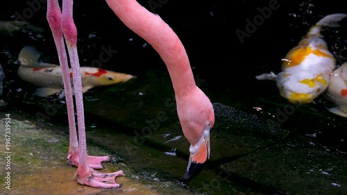 Flamingos standing near a small pond in a natural habitat. One flamingo faces away, displaying long legs and pastel plumage, while another bends down to forage on the ground.