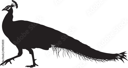 Black silhouette of a peacock walking bird
