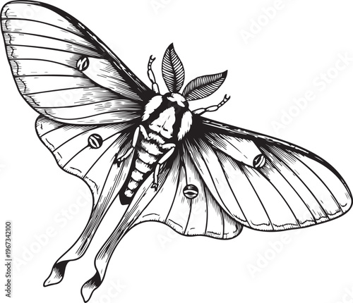 Anatomical illustration of a luna moth with detailed wings and body structure sketch vector illustration