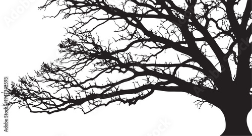 Black silhouette of bare tree with many branches on white background