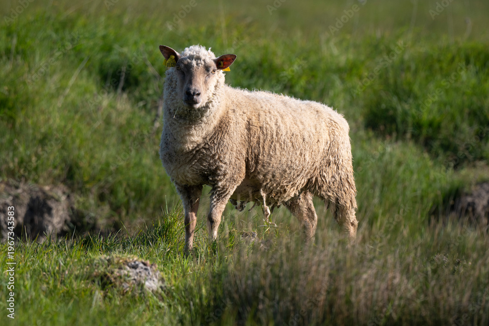 Naklejka premium Mouton Belle Ile