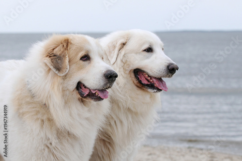 Two Great Pyrenees dogs standing slightly offset behind each other, with only their heads and chest visible. In the background the sea creates a calm coastal atmosphere.