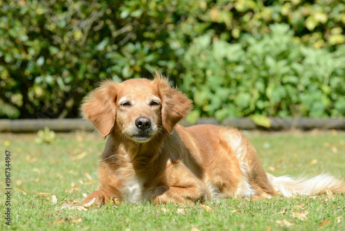 Senior dog resting on green grass