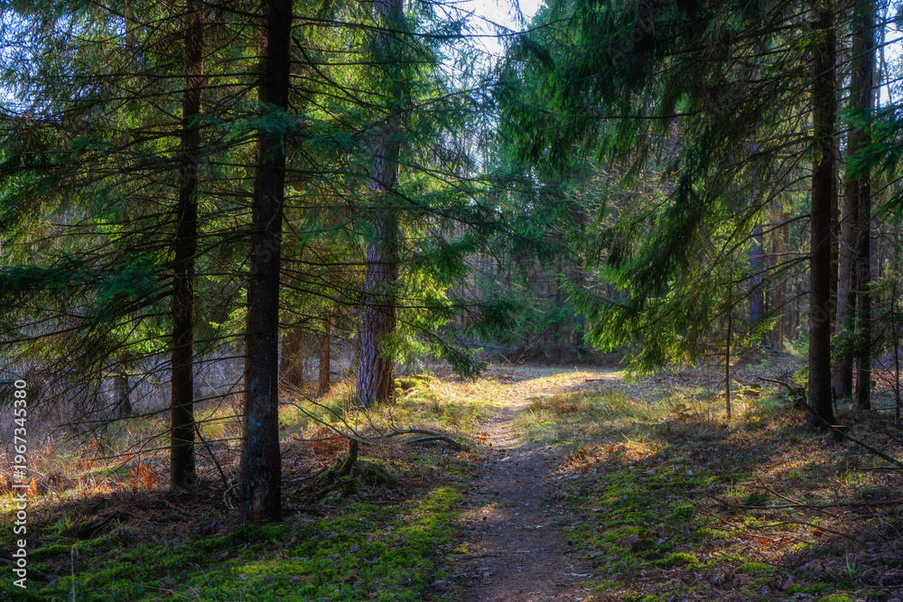Fototapeta premium Zbiornik wodny Wyżary, Puszcza Knyszyńska, Podlasie, Polska