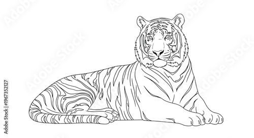 Detailed black and white line art illustration of a majestic tiger lying down and looking forward against a plain white background.