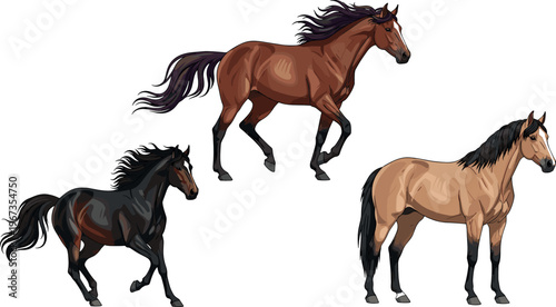 Illustration of Different Horse Breeds in Various Poses for Animal, Nature, and Equine Designs
