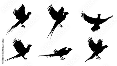 Pheasant bird silhouettes collection, flying game bird vector set, wild pheasant hunting graphics, black animal shapes on white background