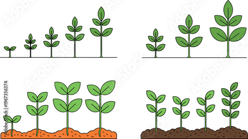 Plant Growth Illustration Set with Seedling Stages Sprouting Leaves Soil Development and Nature Lifecycle Diagram Collection for Agriculture Education and Vector Design.
