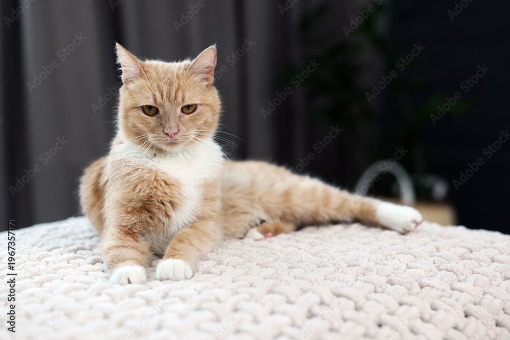 Fototapeta premium Cute ginger cat lying on blanket indoors, closeup. Space for text