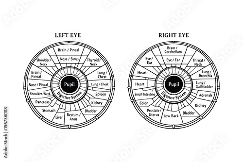 Anatomical representation of iris mapping for left and right eyes and their corresponding body parts Vector