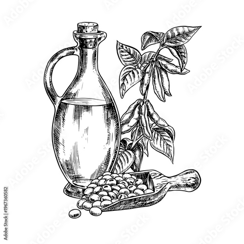 Soybean oil. A glass bottle, a handful of soybeans in a wooden spoon, and a soy stem with leaves and pods. Black and white vector graphics. For menus, cookbooks, packaging, labels, and more