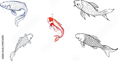 Koi Fish Swimming Line Art Illustration, Detailed Koi Fish Outline in Clean Stroke Style on White Background