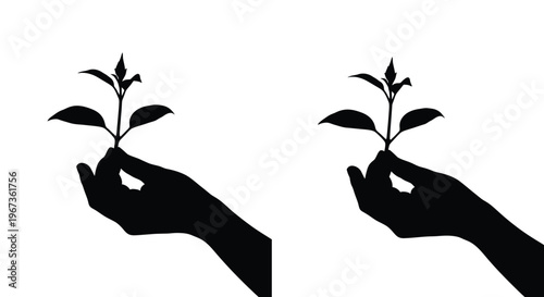 Two hands gently holding small plants a striking silhouette