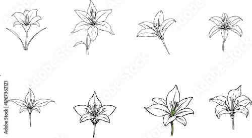 Lily Flower Outline Icon in Clean Stroke Style with White Background for Nature, Botanical, and Modern User Interface Design