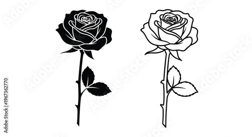 Two roses displayed one dark and one light in a striking silhouette