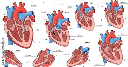 Human heart anatomy illustrations set with labeled structure chambers arteries veins and medical educational diagram collection