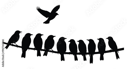 A flock of birds perched on a branch striking silhouette